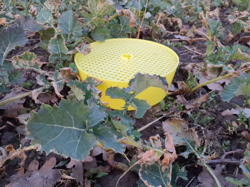 Ķeramtrauks krustziežu stublāja smecernieku monitoringam