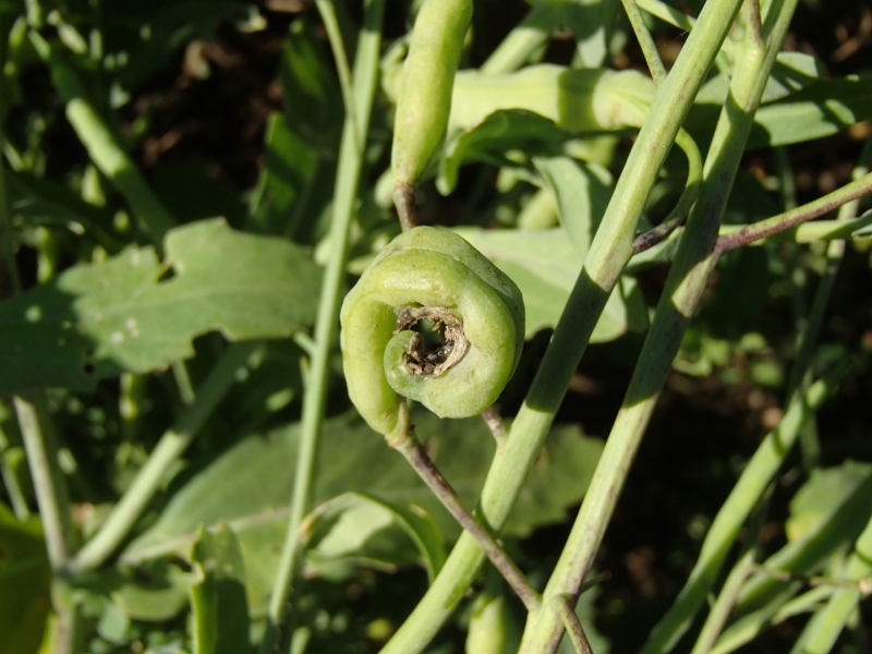 Krustziežu pāksteņu pangodiņa bojātas pākstis