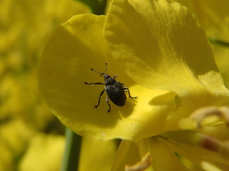 Krustziežu smecernieks