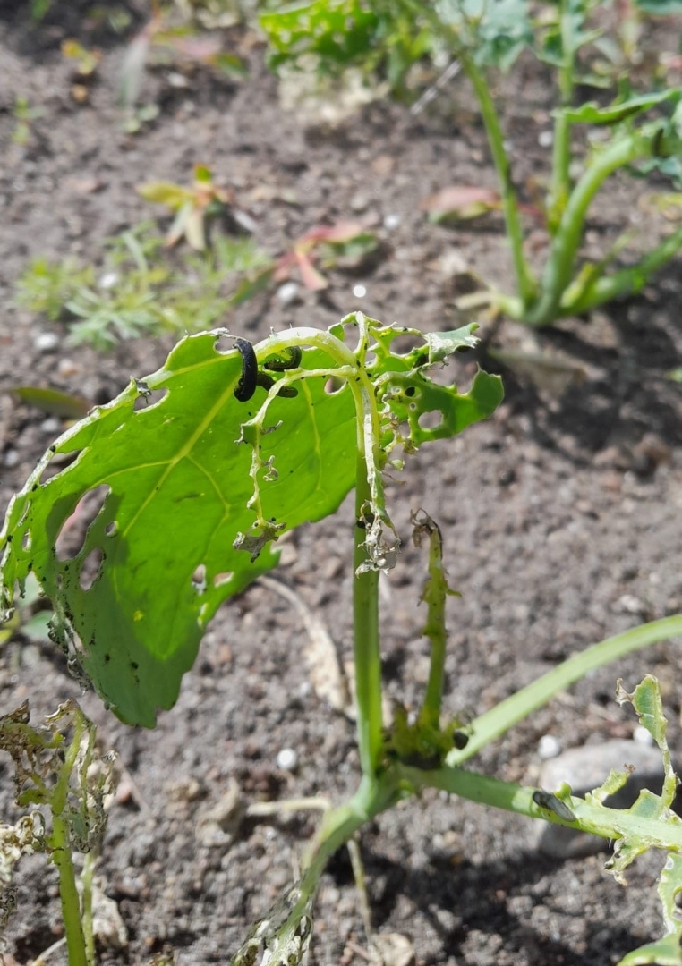 Krustziežu zāģlapsenes kāpuri un bojājumi