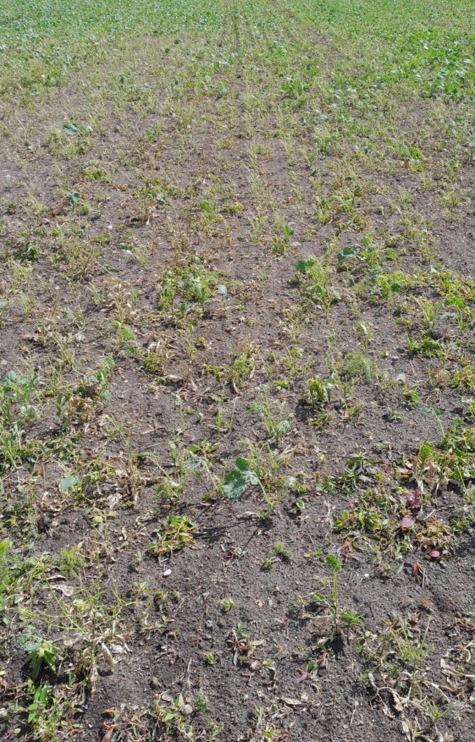 Krustziežu zāģlapsenes kāpuru radīti bojājumi