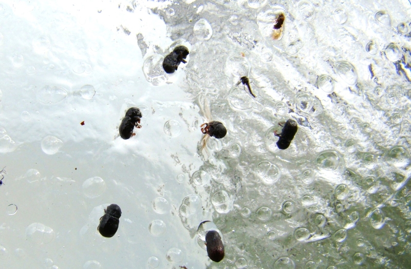 Nevienādā mizgrauža vaboles uz caurspīdīgā līmes vairoga