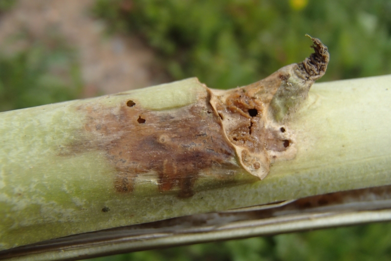 Krustziežu stublāja smecernieku kāpuru radīti bojājumi.