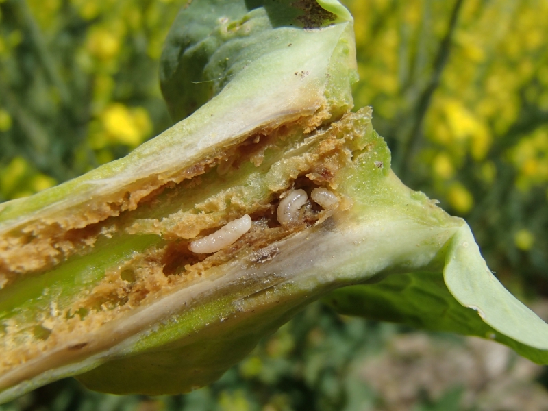 Krustziežu stublāja smecernieku kāpuri un bojājumi
