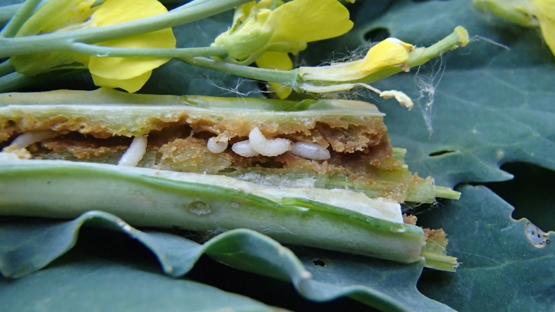 Krustziežu stublāja smecernieku kāpuri un bojājumi
