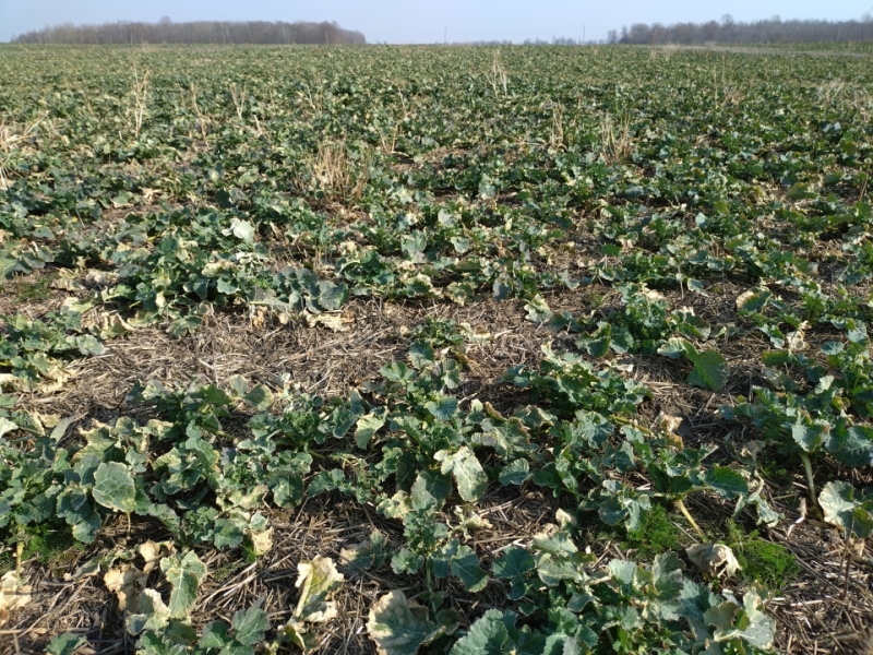 Ziemas rapša lauks Zemgalē