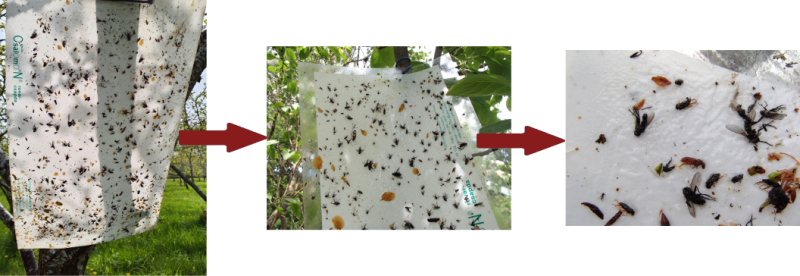 Augļu kokā piestiprināta balta taisnstūrveida lapa klāta ar līmi, kur pielipuši dažādi kukaiņi