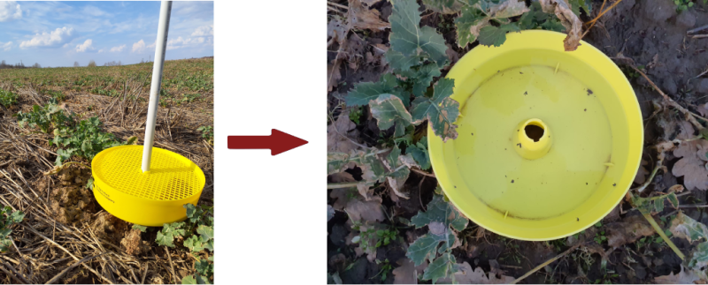 Sadīguša rapša laukā iestiprināts stienis ar tam piestirpinātu dzeltenu apaļu trauku, kuram virsū siets