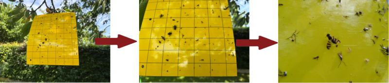 dzeltena taisnstūrveida lapa klāta ar līmi, kur pielipusi smiltsērkšķu raibspārnmuša (muša ar raibiem spārniem - melni brūni svītrotiem)