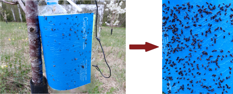 Kokam piestiprināta zila taisnstūrveida lapa klāta ar līmi, kur pielipuši dažādi kukaiņi