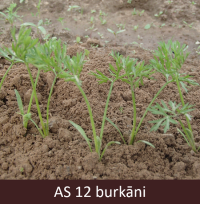 Laukā augošie burkāni ar divām īstām lapām.