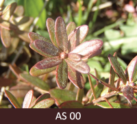 Augošas dzērvenes pumpurs. Pumpura zvīņas tumši sarkanā krāsā.