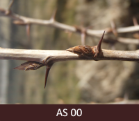 Ērkšķogas zars ar neatplaukušiem pumpuriem un ērkšķiem.