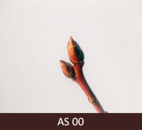 Augošas mellenes pumpurs. Pumpurs cieši aizvērts.