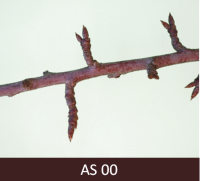 Plūmes zars ar neatplaukušiem pumpuriem.