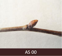 Skābā ķirša zars ar neatplaukušiem pumpuriem.