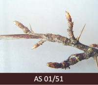 Ērkšķogas zars ar ērkšķiem un piebriedušiem pumpuriem. Pumpuri aizvērti, bet ārējās zvīņas ir gaišākā krāsā.