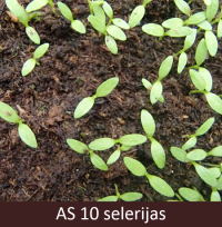 Laukā dīgstošas selerijas ar dīgļlapām.