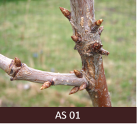 Saldā ķirša zars ar lapu pumpuriem. Lapu pumpuru zvīņas gaiši brūnas ar gaišākām malām.