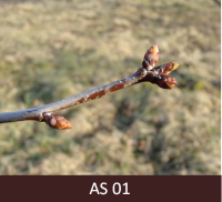 Skābā ķirša zars ar lapu pumpuriem. Lapu pumpuru zvīņas gaiši brūnas ar gaišākām malām.