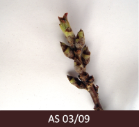 Jāņogas zars ar neizplaukušiem pumpuriem.