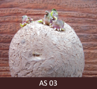 Kartupelis ar trīs  dīgstošiem asniem.