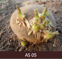 No kartupeļa asnu apakšdaļas, kas atrodas pie kartupeļa bumbuļa, parādās pirmās saknes.