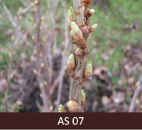 Upeņu pumpuru galotnēs saredzami zaļi lapu gali.