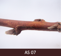 Avenes zars ar neatplaukušiem pumpuriem.