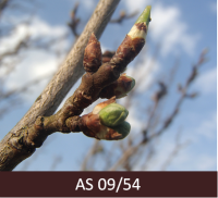 Saldā ķirša zars ar lapu pumpuriem. Saskatāmi zaļi lapu konusi, brūnās zvīņas nokritušas, uz pumpuriem zaļas iekšējās zvīņas.
