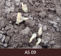 Caur augsnes virskārtu izspraukušies kartupeļa stublāji