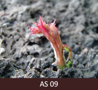 Virs augsnes uzdīdzis  jaunais aveņu dzinums sārtā krāsā