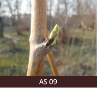 Avenes zars ar plaukt sākušiem pumpuriem.