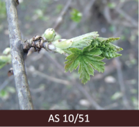 Jāņogulājam sāk plaukt lapas, un redzams arī piebriedis ziedpumpurs.