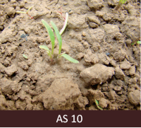 Laukā dīgstoši burkāni ar dīgļlapām.