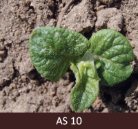 Kartupeļa stublāja galotnē sāk veidoties pirmās lapas.