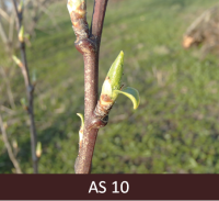 Plūmes zars lapu plaukšanas stadijā. Zaļās iekšējās zvīņas nedaudz pavērušās, lapas cieši sakļautas.