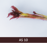 Jaunais aveņu dzinums, kam sākusies veidoties pirmā lapa, kas vēl nav izveidojusies