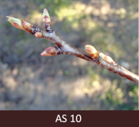 Skābā ķirša zars lapu plaukšanas stadijā. Zaļās iekšējās zvīņas nedaudz pavērušās, lapas cieši sakļautas.