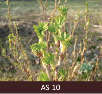Uz upeņu zara no pumpuriem sāk izplaukt zaļas lapas un ieņem horizontālu stāvokli.