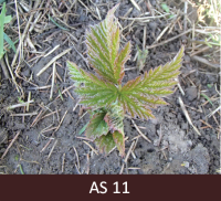 Pirmā pilnīgi atvērusies un izveidojusies aveņu lapa virs zemes