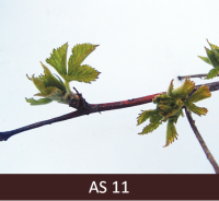 Avenes zars ar pirmajām lapām.