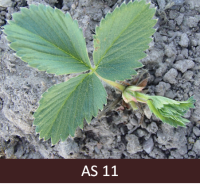 Augošs zemenes stāds, pirmā jaunā lapa cerā ir atvērusies.