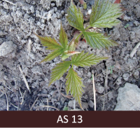 Atvērušās trīs lapas no aveņu jaunā dzinuma.