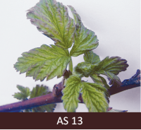 Uz avenes zara atvērušās trīs lapas no pumpura.