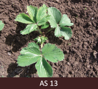 Augošs zemenes stāds. Cerā atvērušās trīs lapas.