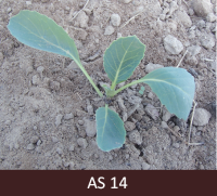 Augošs kāposta stāds ar četrām lapām.