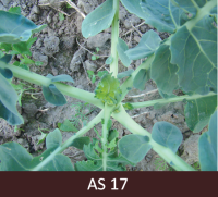 Augošam ziedkāpostam izveidojušās septiņas lapas.