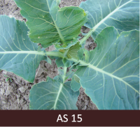 Augošs kāposta stāds ar piecām lapām.