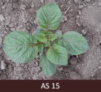 Uz kartupeļa galvenā stublāja atvērušās piecas lapas, tās garākas par 5 cm.